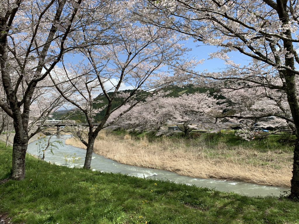 令和3年桜１