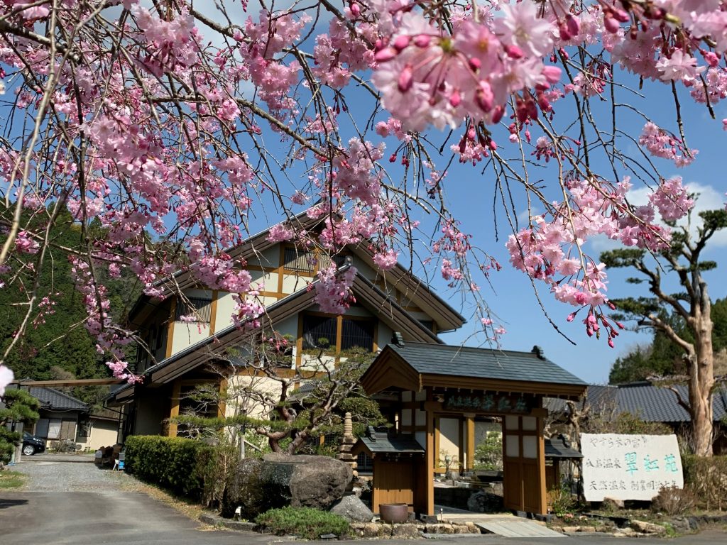 枝垂桜翠紅苑さくら横画面