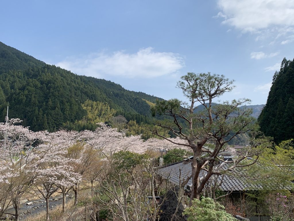 稲瀬川桜翠紅苑さくら