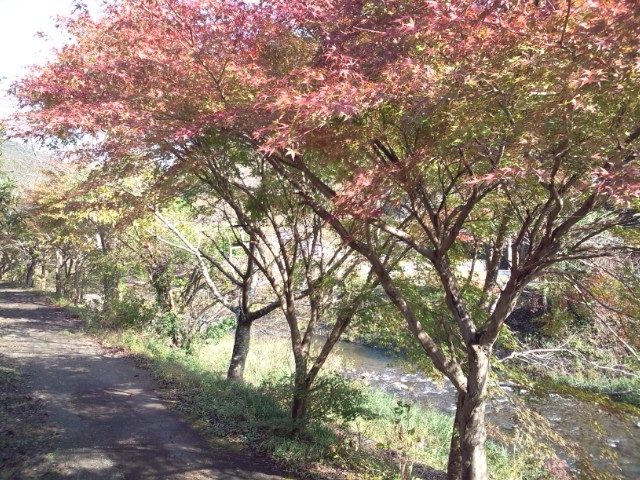 紅葉251108.jpg