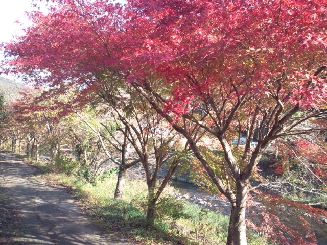 紅葉251117.jpg