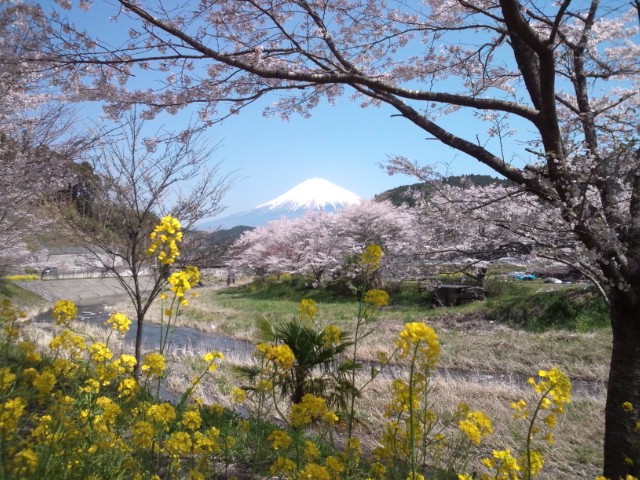 桜菜の花富士山