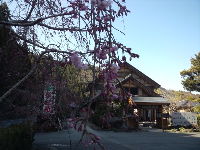 桜、平成27年3月27日