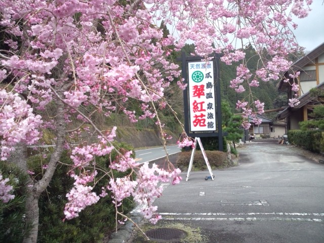 ２７年しだれ桜